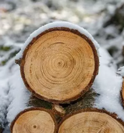 Secnja spravilo in prodaja lesa podravska