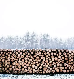 Secnja spravilo in prodaja lesa podravska