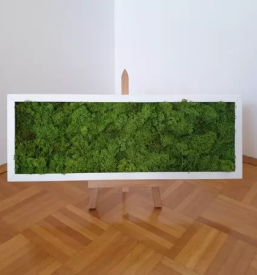 Slike iz islandskega mahu