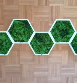 Slike iz islandskega mahu