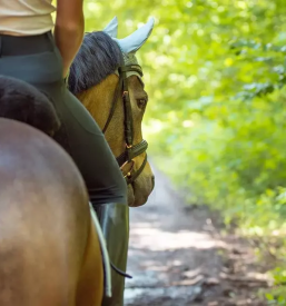 Sola jahanja rogaska slatina