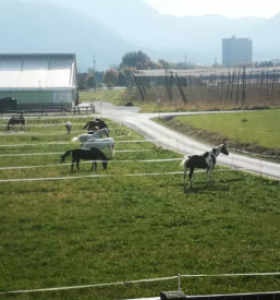 Šola jahanja konj Žalec, Savinjska