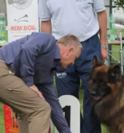 Solanje psov primorska