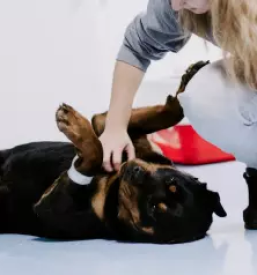 Veterina in trgovina Grosuplje