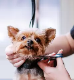 Veterinarska ambulanta za velike in male živali Grosuplje, Novo mesto