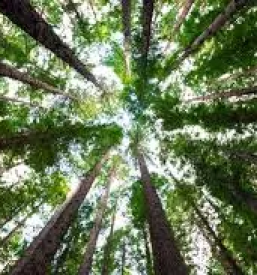 Spravilo lesa gorenjska