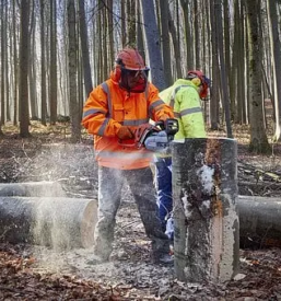 Hitro spravilo lesa Gorenjska