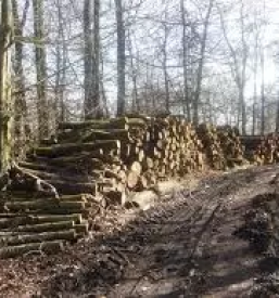Spravilo lesa osrednja slovenija