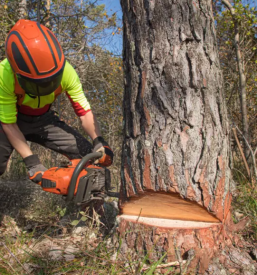 Srednja gozdarska in lesarska sola postojna