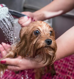 Strizenje psov in mack savinjska