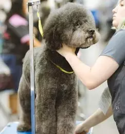 Strizenje zivali skofja vas