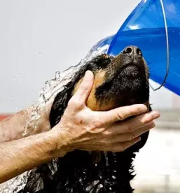 Strizenje zivali skofja vas