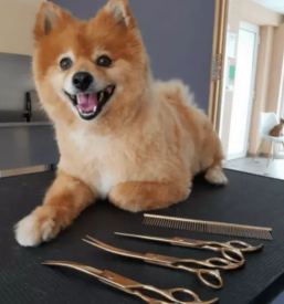 striženje psov Primorska