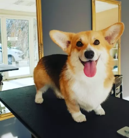 Tečaj za striženje psov Primorska