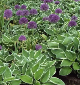 Tlakovanje in urejanje dvorisc osrednja slovenija