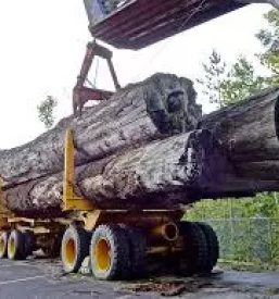 Transport lesa bela krajina