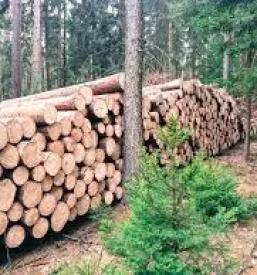 Transport lesa gorenjska