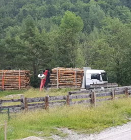 Trgovina z lesom na Dolenjskem