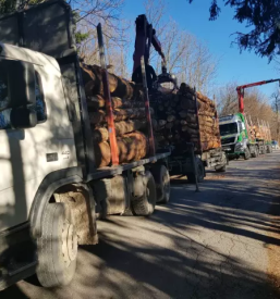 Trgovina z lesom Dolenjska