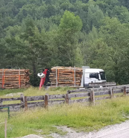 Trgovina z lesom osrednja slovenija