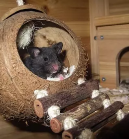 Trgovina za male živali Zajček