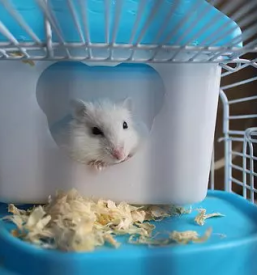 Trgovina za hišne ljubljenčke Krško