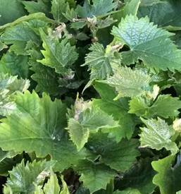 Trsne cepljenke maribor