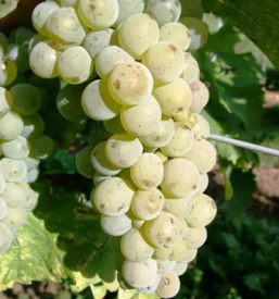 Trsne cepljenke maribor