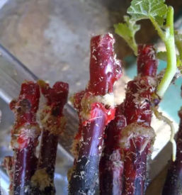 Trsne cepljenke maribor