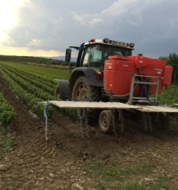 Poceni trsne cepljenke Slovenija