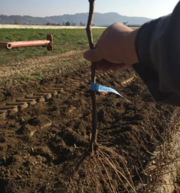 Ugodne trsne cepljenke Slovenija