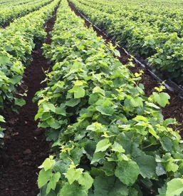 Kvalitetne trsne cepljenke Štajerska