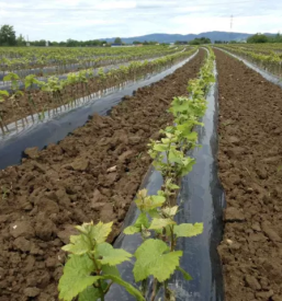 Ugodne Trsne cepljenke