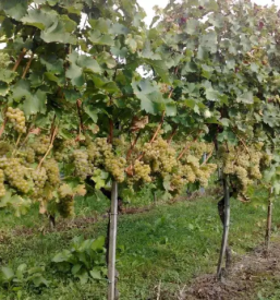 Trsne cepljenke cena