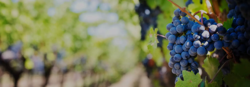 Trsne cepljenke Štajerska