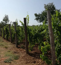 Turisticna in vinogradniska kmetija na krasu