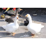 Kmečki turizem Blaž