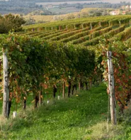 Turisticna kmetija in vinotoc savinjska