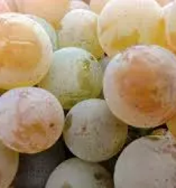 Turisticna kmetija in vinotoc savinjska