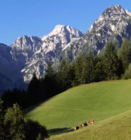 Apartmaji Logarska dolina