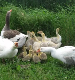 Priljubljena turistična kmetija Pomurje