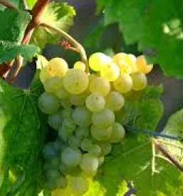 Kmetija z vinotočem Štajerska