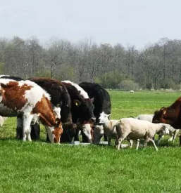 Turisticna kmetija z nastanitvijo logarska dolina gora olsevo