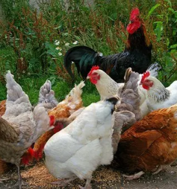 Turisticna kmetija z nastanitvijo solcava savinjska