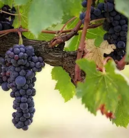 Turisticno drustvo klopotec zgornja velka sentilj