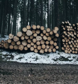 Ugoden odkup lesa gorenjska