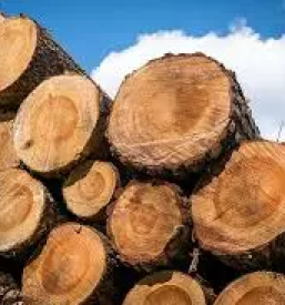 Ugoden razrez lesa gorenjska