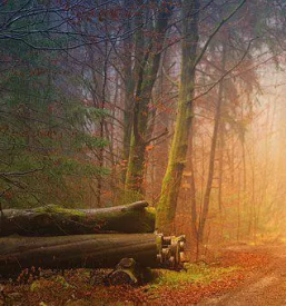 Žagan les Rovte, Logatec