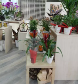 Ugodna cvetličarna Novo mesto