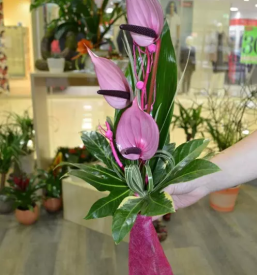 Žalni program Novo mesto